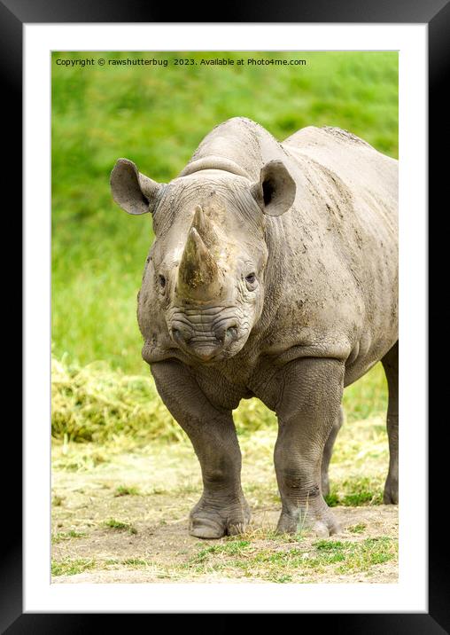 Peaceful Rhino Framed Mounted Print by rawshutterbug 
