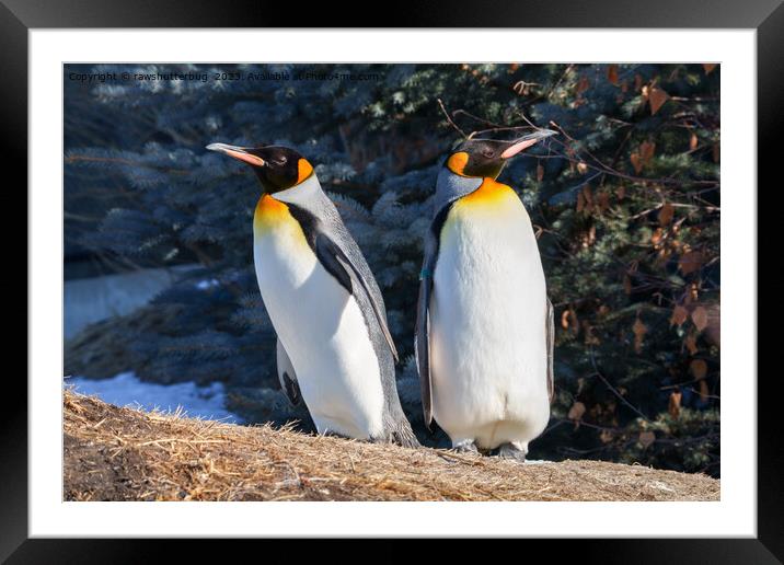 King Penguin Pair Against Wintry Backdrop Framed Mounted Print by rawshutterbug 