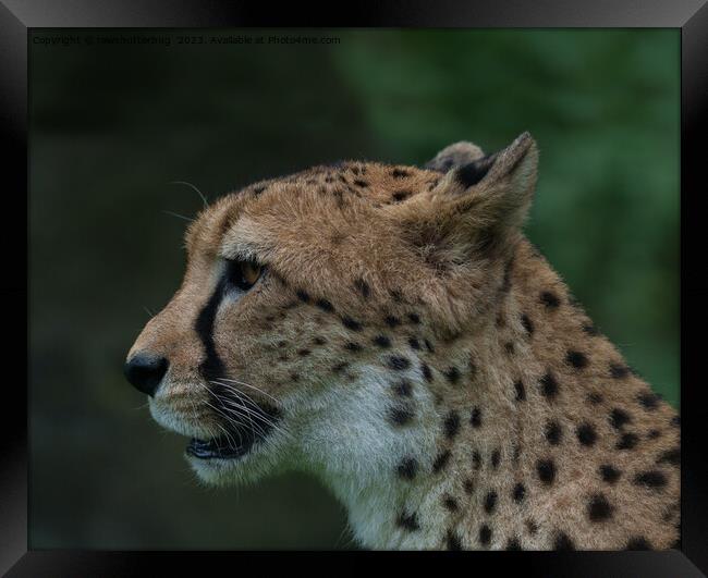 The Cheetah's Gaze Framed Print by rawshutterbug 