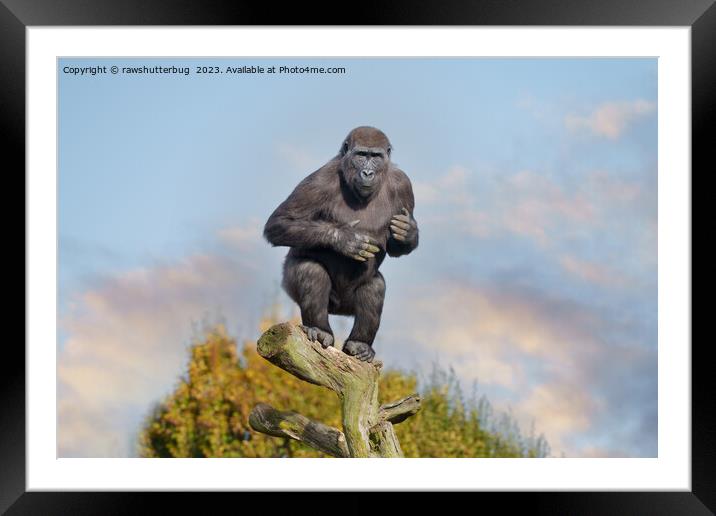 Gorilla's Tree-Balancing Act Framed Mounted Print by rawshutterbug 