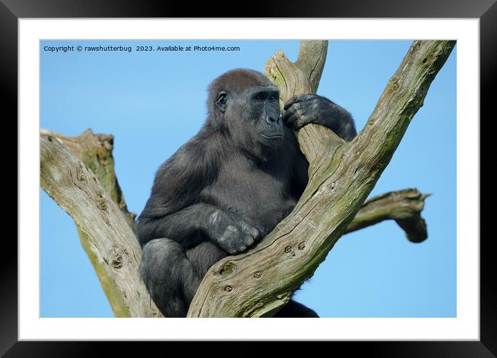 Gorilla's Tranquil Tree Perch Framed Mounted Print by rawshutterbug 
