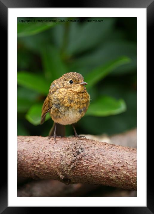  A Close-up of a Charming Baby Robin Framed Mounted Print by rawshutterbug 