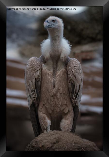 A Detailed Griffon Vulture Portrait Framed Print by rawshutterbug 