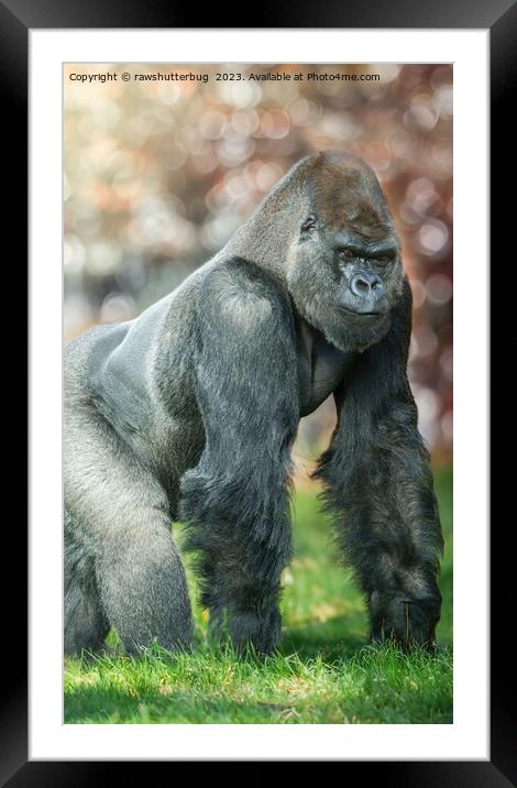 Silverback Splendor Framed Mounted Print by rawshutterbug 