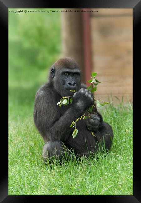 Cheeky Gorilla Lope Framed Print by rawshutterbug 