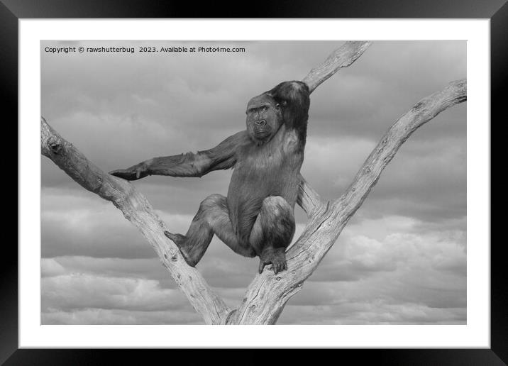 Gorilla Posing On A Tree Framed Mounted Print by rawshutterbug 