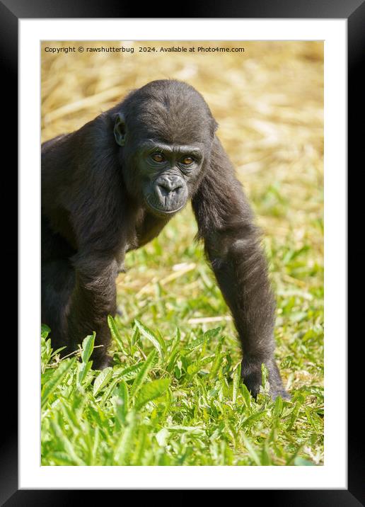 Baby Gorilla Framed Mounted Print by rawshutterbug 