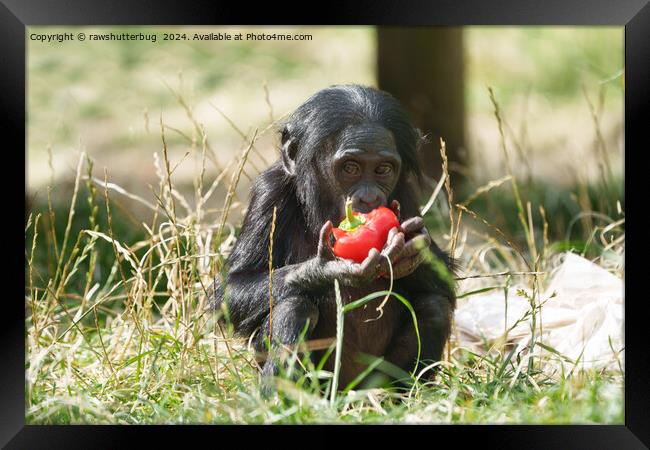 Baby Bonobo's Picnic Framed Print by rawshutterbug 