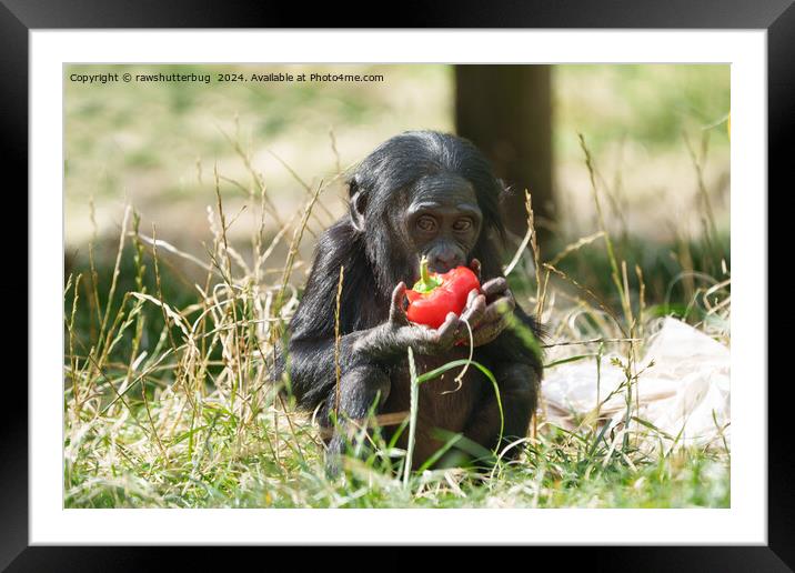 Baby Bonobo's Picnic Framed Mounted Print by rawshutterbug 