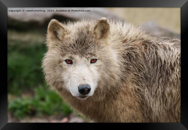 White Wolf Framed Print by rawshutterbug 