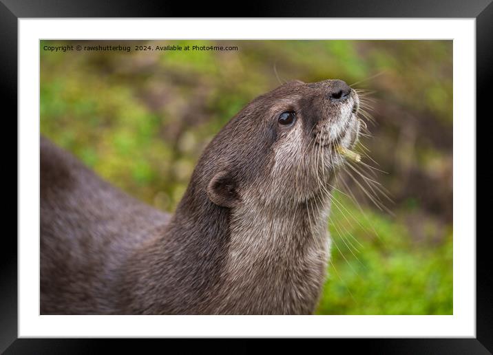 Endearing Otter Finds Stick Framed Mounted Print by rawshutterbug 