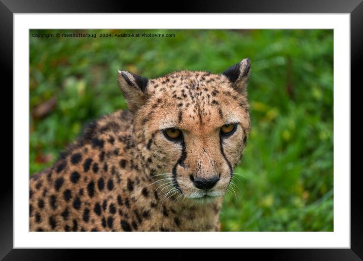 Cheetah's Intense Gaze Framed Mounted Print by rawshutterbug 