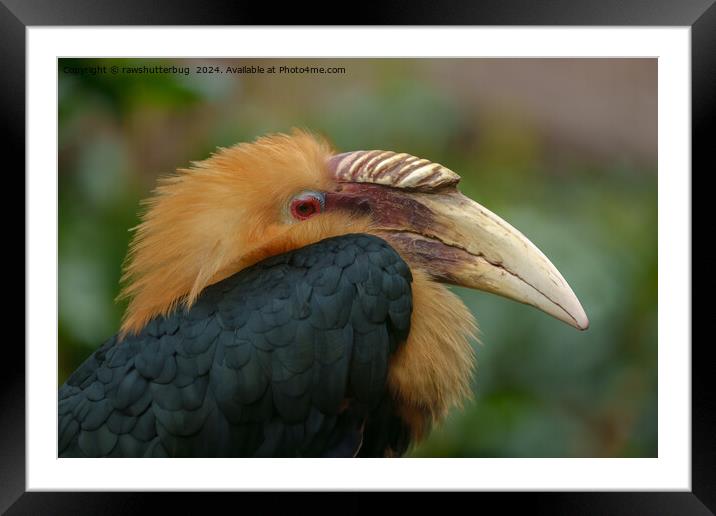 Encounter with the Male Blyth's Hornbill Framed Mounted Print by rawshutterbug 