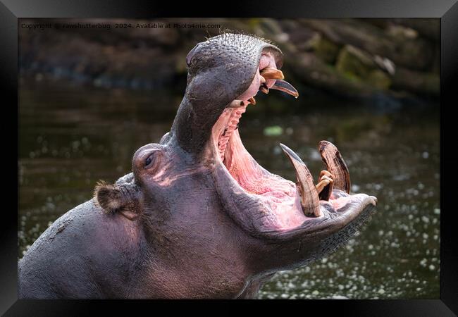 Hippo's Massive Jaws Framed Print by rawshutterbug 