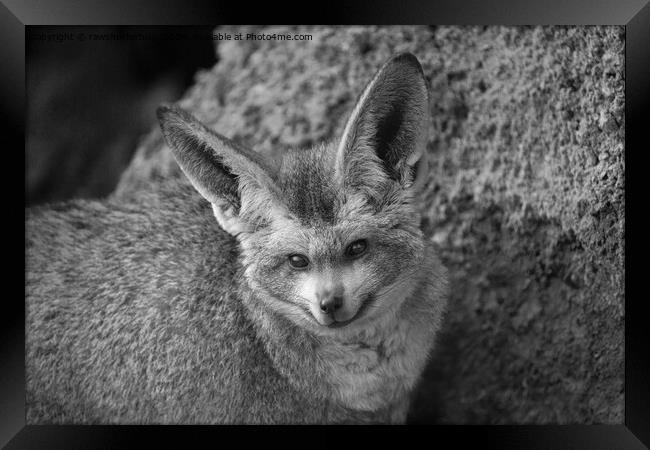 Nocturnal Whispers - The Bat-Eared Fox Framed Print by rawshutterbug 