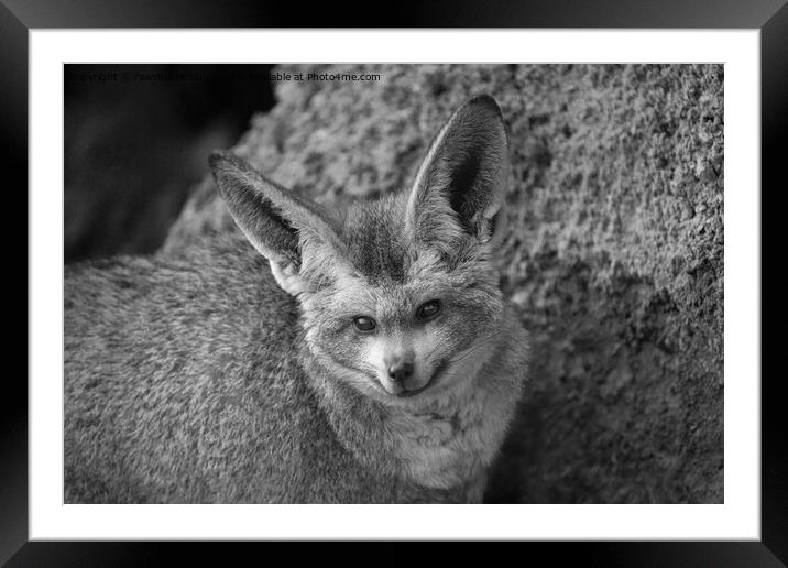 Nocturnal Whispers - The Bat-Eared Fox Framed Mounted Print by rawshutterbug 