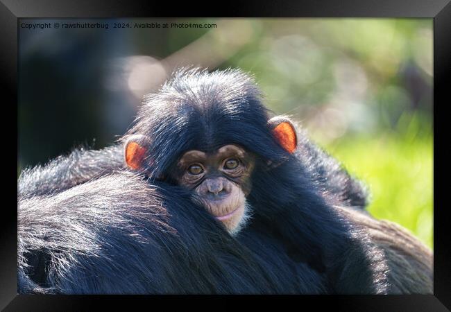 Baby Chimpanzee's Journey Framed Print by rawshutterbug 