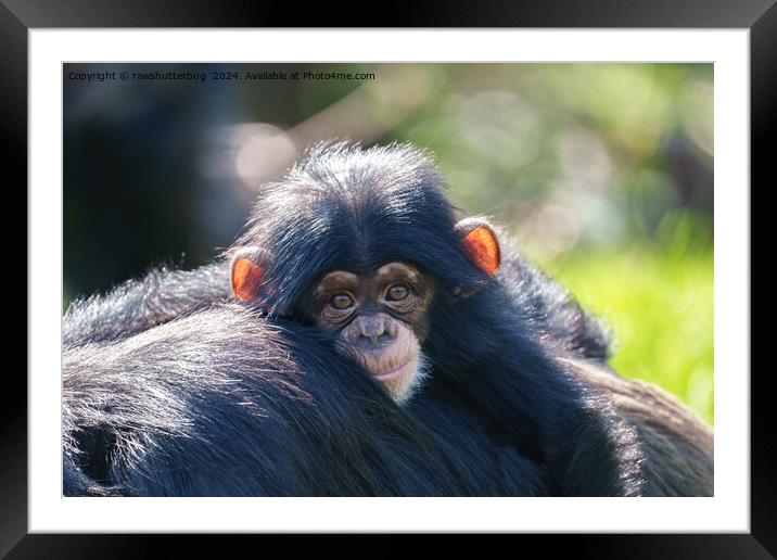 Baby Chimpanzee's Journey Framed Mounted Print by rawshutterbug 