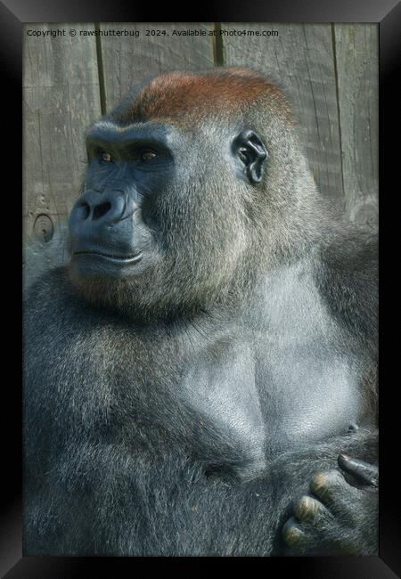 Gorilla Lope Framed Print by rawshutterbug 