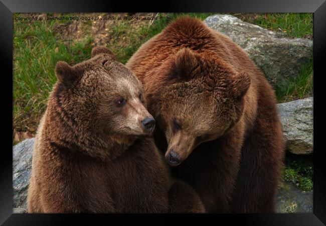 Brown Bear Female Gazing At Male Framed Print by rawshutterbug 