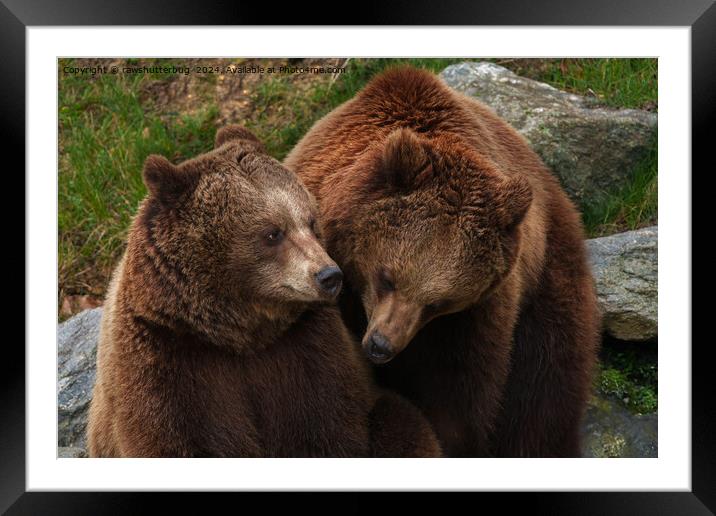 Brown Bear Female Gazing At Male Framed Mounted Print by rawshutterbug 