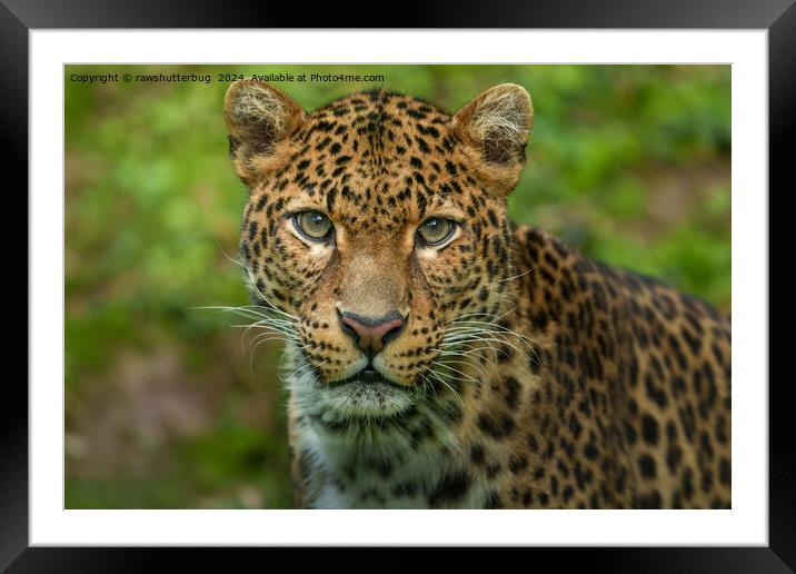Jaguar's Intensity Framed Mounted Print by rawshutterbug 
