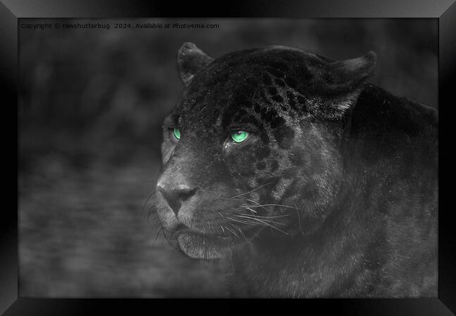 Black Jaguars Emerald Gaze Framed Print by rawshutterbug 
