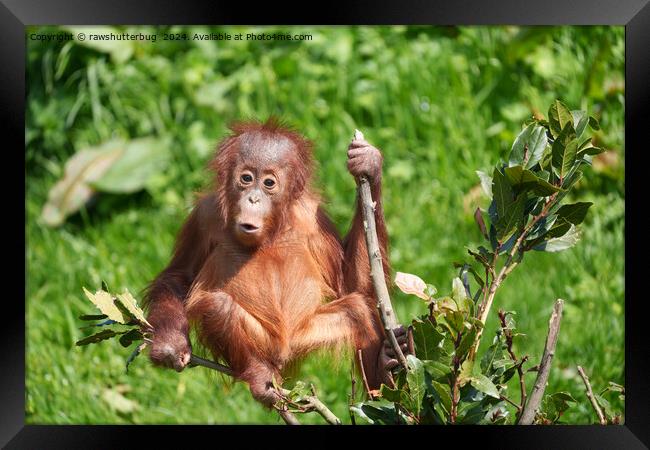 Orangutan Baby's Hoots Framed Print by rawshutterbug 