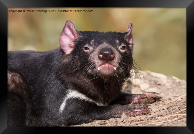 Untamed Spirit - Tasmanian Devil Framed Print by rawshutterbug 