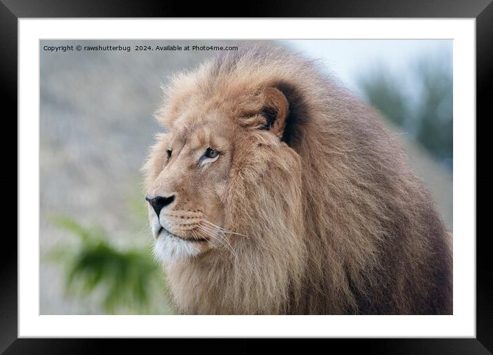Lion's Embrace Framed Mounted Print by rawshutterbug 