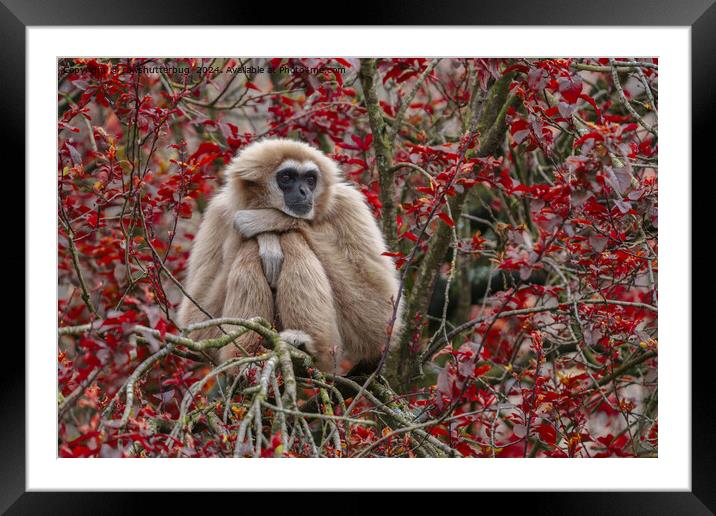 Gibbon's Solitude Framed Mounted Print by rawshutterbug 