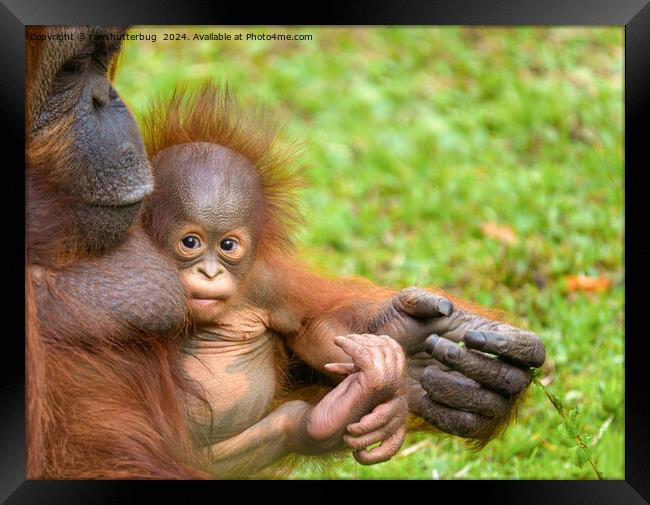 Cherished Orangutan Mother's Cuddle Framed Print by rawshutterbug 