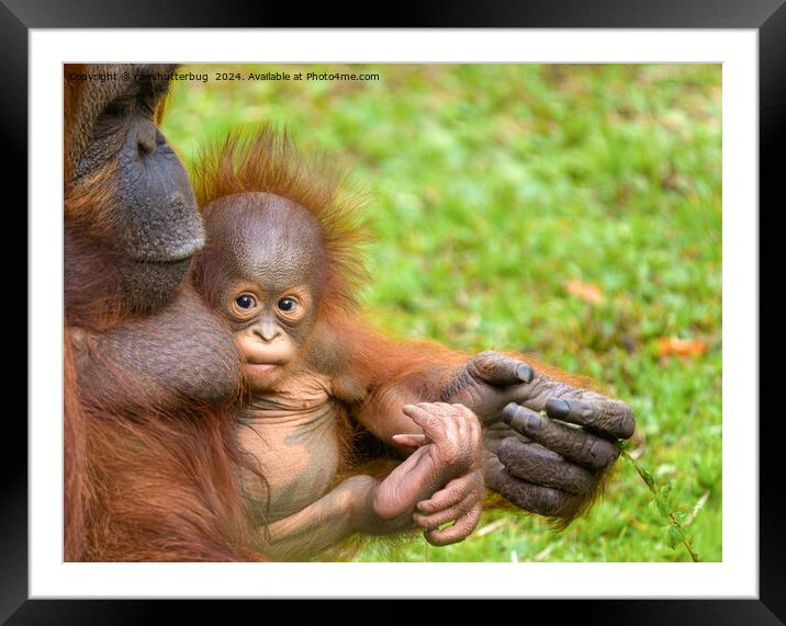 Cherished Orangutan Mother's Cuddle Framed Mounted Print by rawshutterbug 