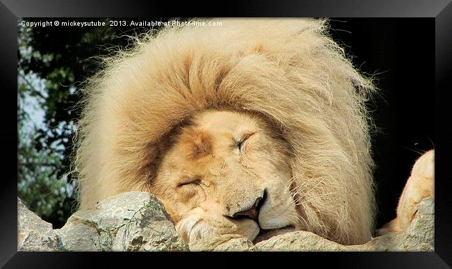 Sleepy White Lion Framed Print by rawshutterbug 