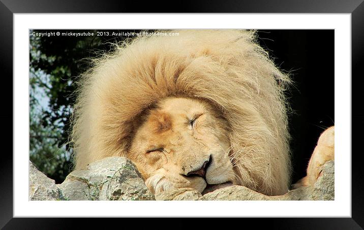 Sleepy White Lion Framed Mounted Print by rawshutterbug 