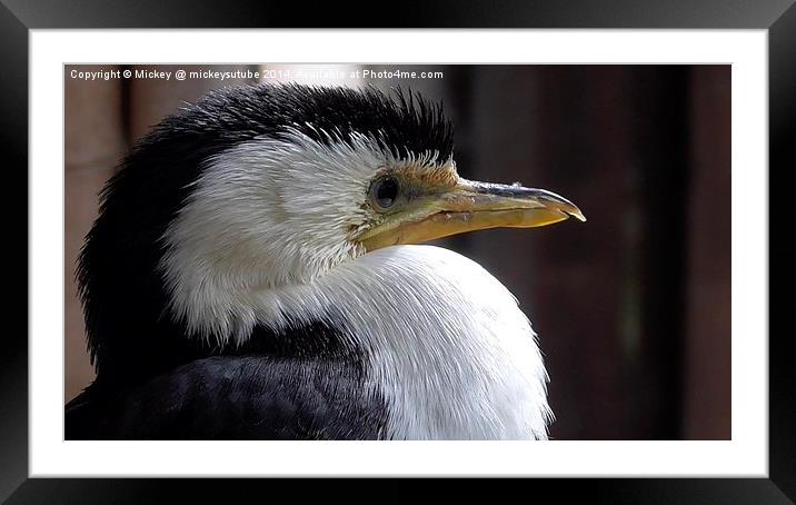 The Little Pied Cormorant Framed Mounted Print by rawshutterbug 