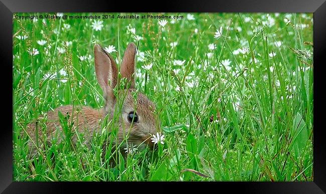 Baby Rabbit Hiding In The Grass Framed Print by rawshutterbug 