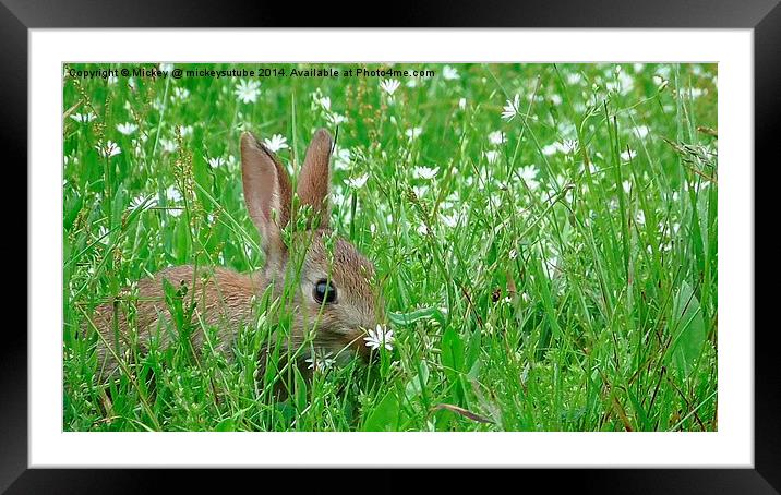 Baby Rabbit Hiding In The Grass Framed Mounted Print by rawshutterbug 