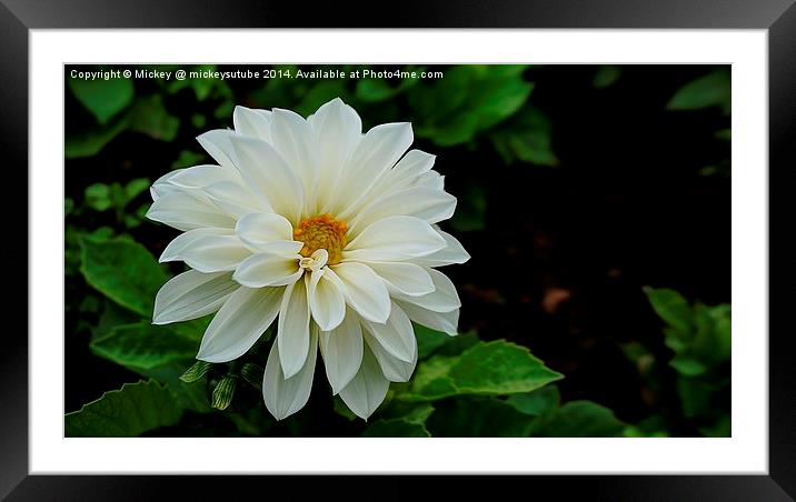 White Dahlia Framed Mounted Print by rawshutterbug 