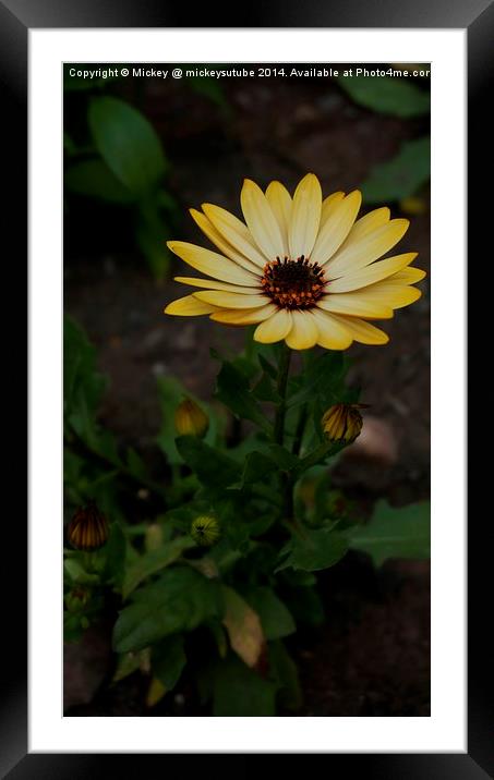 Yellow Daisy Framed Mounted Print by rawshutterbug 