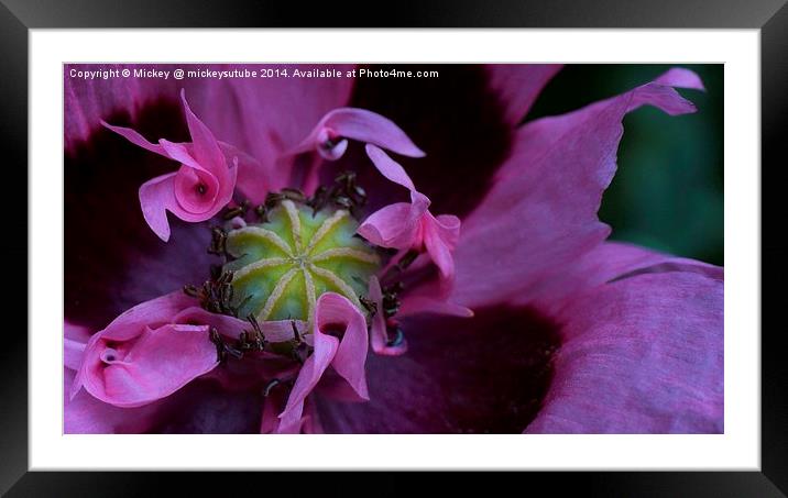 Pink Frilly Poppy Framed Mounted Print by rawshutterbug 