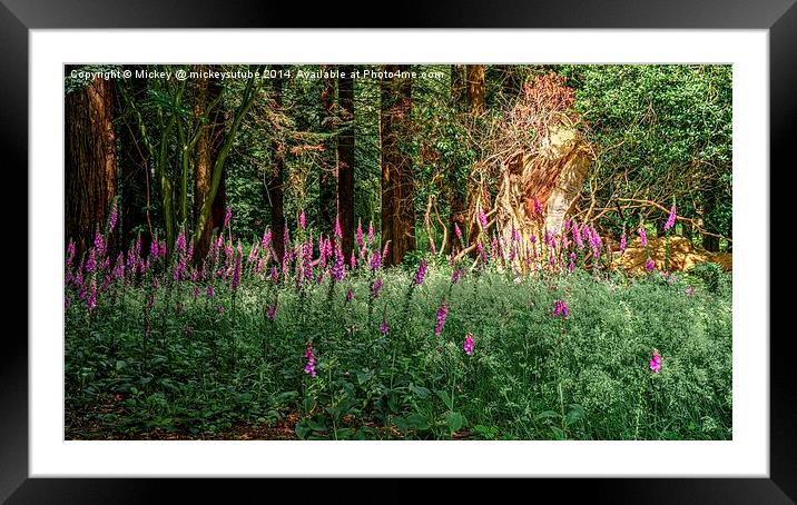 Mystic Woods Framed Mounted Print by rawshutterbug 