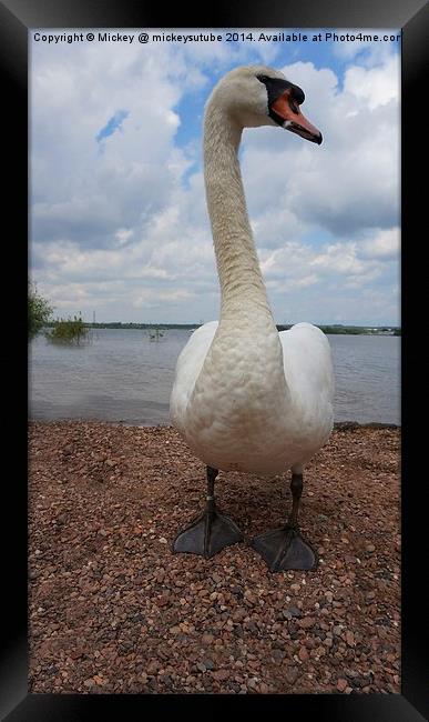 Posing Swan Framed Print by rawshutterbug 