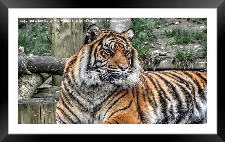 Sumatran Tiger Framed Mounted Print by rawshutterbug 