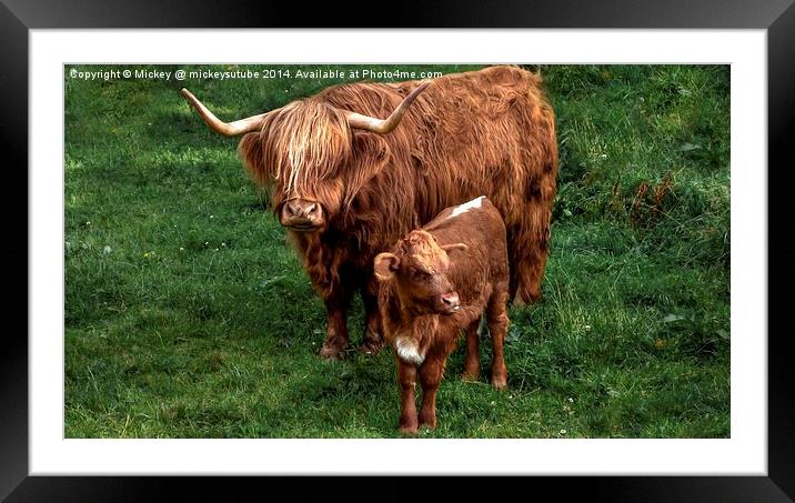 Highland Cow And Calf Framed Mounted Print by rawshutterbug 