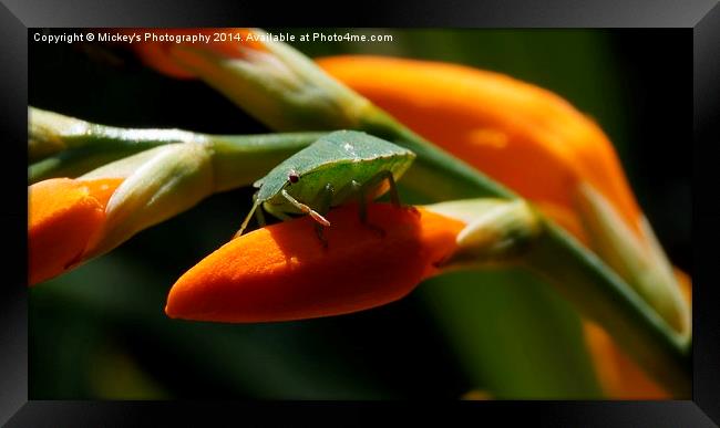  Shield Bug Framed Print by rawshutterbug 