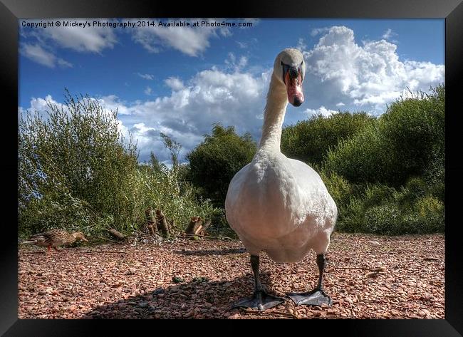  Curious Swan Framed Print by rawshutterbug 