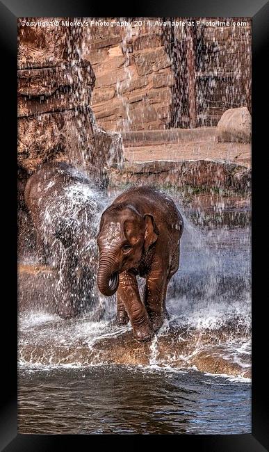 Baby Elephants Joy Framed Print by rawshutterbug 