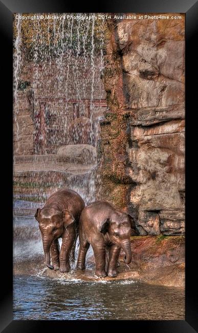 Baby Elephant Shower Framed Print by rawshutterbug 