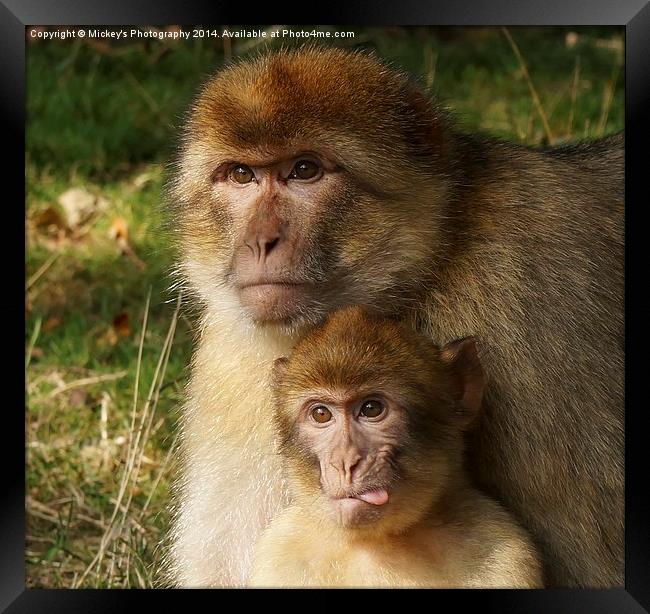 Cheeky Monkey  Framed Print by rawshutterbug 